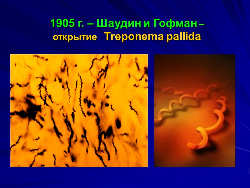 1905 г. – Шаудин и Гофман –  открытие  Treponema pallida